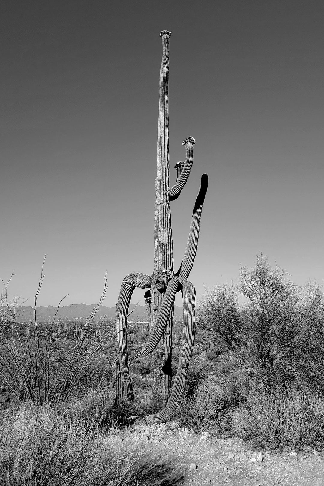 It's Been a Long Day Saguaro