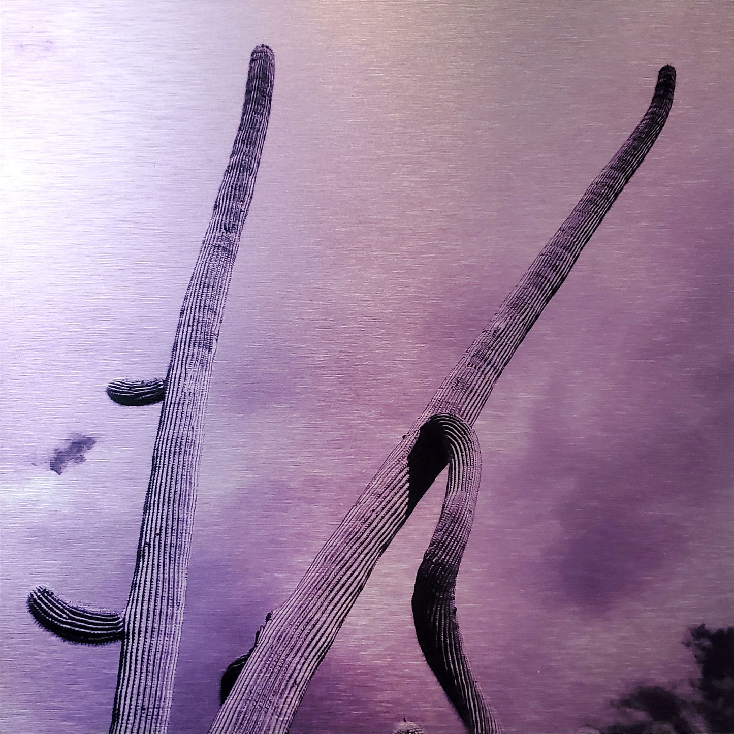 Photo of saguaro cactus with two incredibly long arms reaching for the sky Printed on brushed aluminum panel, matte metallic finish Saturation of color will vary depending on where you hang it and how the light reflects off of it 12" x 12" Limited edition, only 50 of each color (colors sold individually) Signed and numbered on back Comes with French cleat mount for hanging *Orders are custom printed, please allow 2-3 weeks for delivery