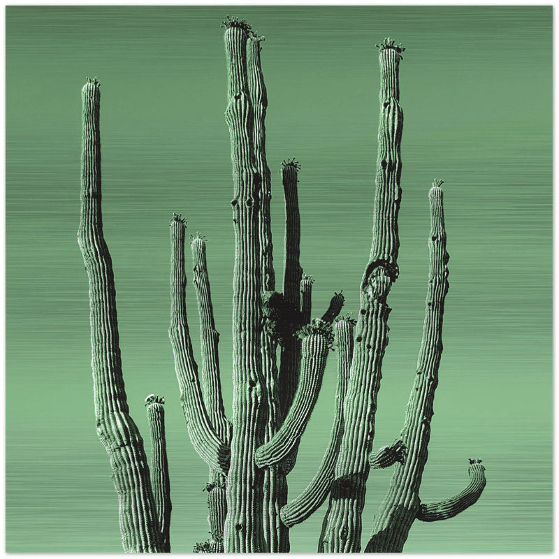 Printed image of a multi-armed saguaro cactus on a brushed aluminum panel with green background and a matte metallic finish.