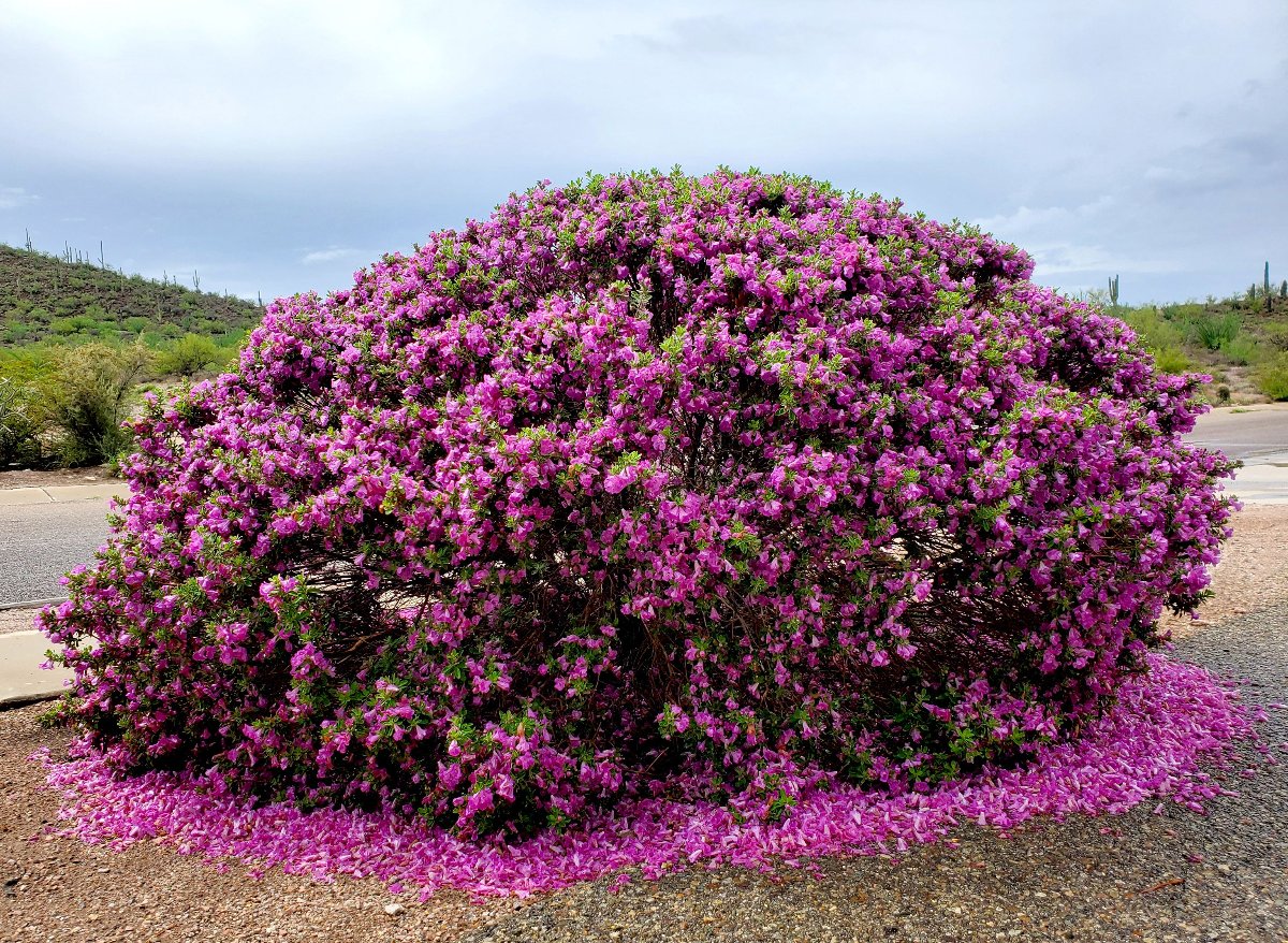 Blossoming Texas Ranger