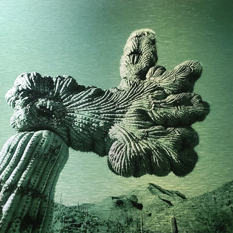 Photo of rare crested cactus in the Sonoran desert Printed on brushed aluminum panel, matte metallic finish Saturation of color will vary depending on where you hang it and how the light reflects off of it 12" x 12" Limited edition of 50 Signed and numbered on the back Orders are custom printed, please allow 2-3 weeks for delivery