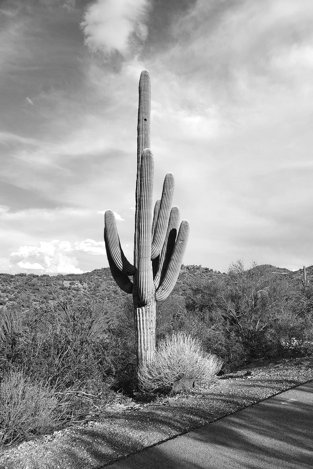 Saguaro on Tumamoc, March 2021