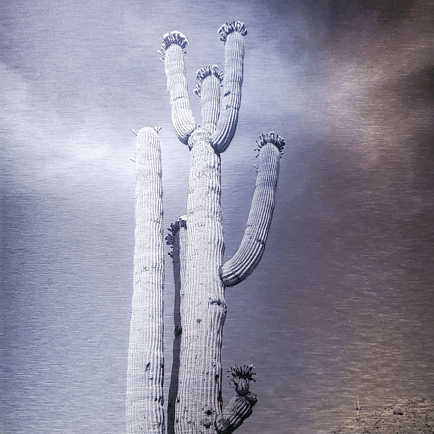 Blossoming Saguaro - Brushed Aluminum Print - Black & White