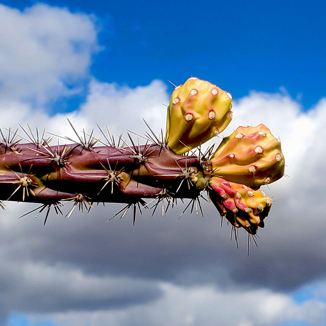 Cholla Cactus Fruit