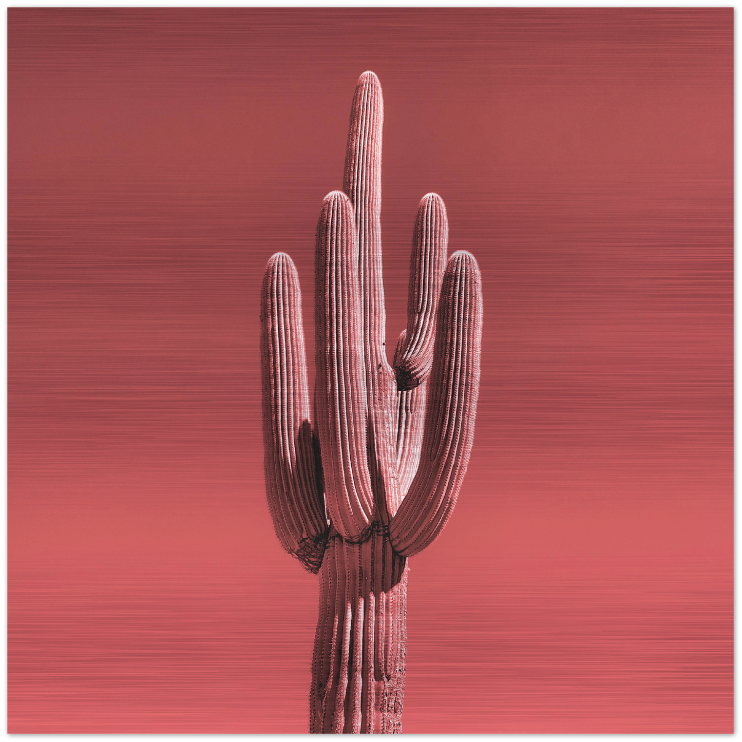 Single saguaro cactus Printed on brushed aluminum panel, matte metallic finish Saturation of color will vary depending on where you hang it and how the light reflects off of it 12"x12" Limited edition of 50 Signed and numbered on back Comes with French cleat mount for hanging
