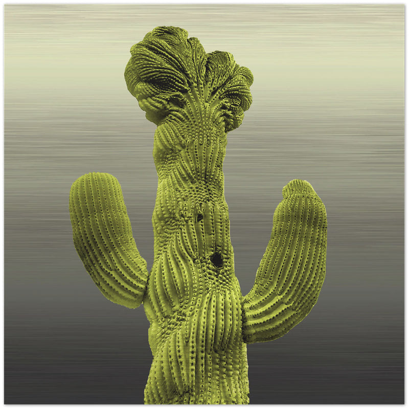 Crested cactus near Old Main on the UA campus Printed on brushed aluminum panel, matte metallic finish Saturation of color will vary depending on where you hang it, and how the light reflects off of it Available unframed or framed, choose below Limited edition of 50 12" x 12" Signed & numbered on back
