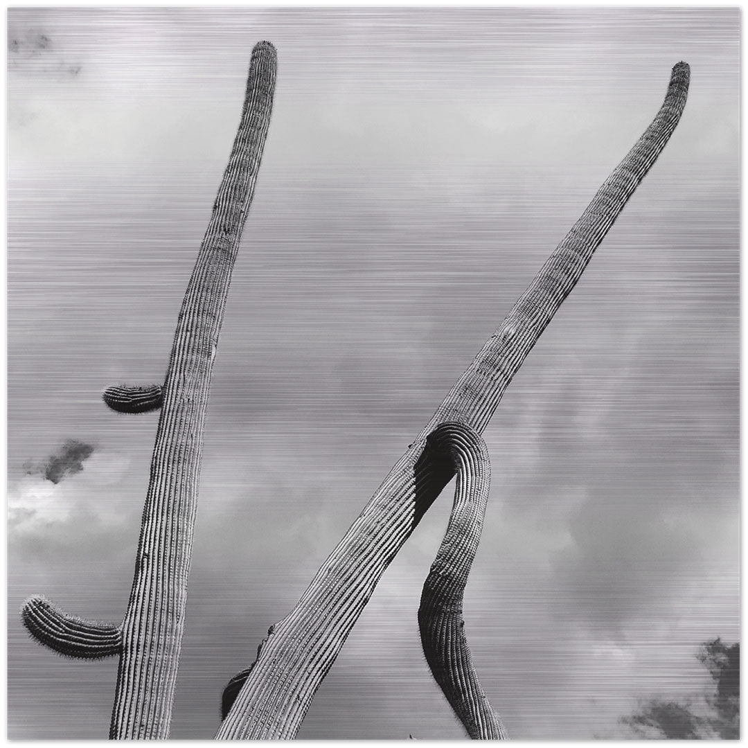 Photo of saguaro cactus with two incredibly long arms reaching for the sky Printed on brushed aluminum panel, matte metallic finish Saturation of color will vary depending on where you hang it and how the light reflects off of it 12" x 12" Limited edition of 150 Signed and numbered on back *Orders are custom printed, please allow 2-3 weeks for delivery