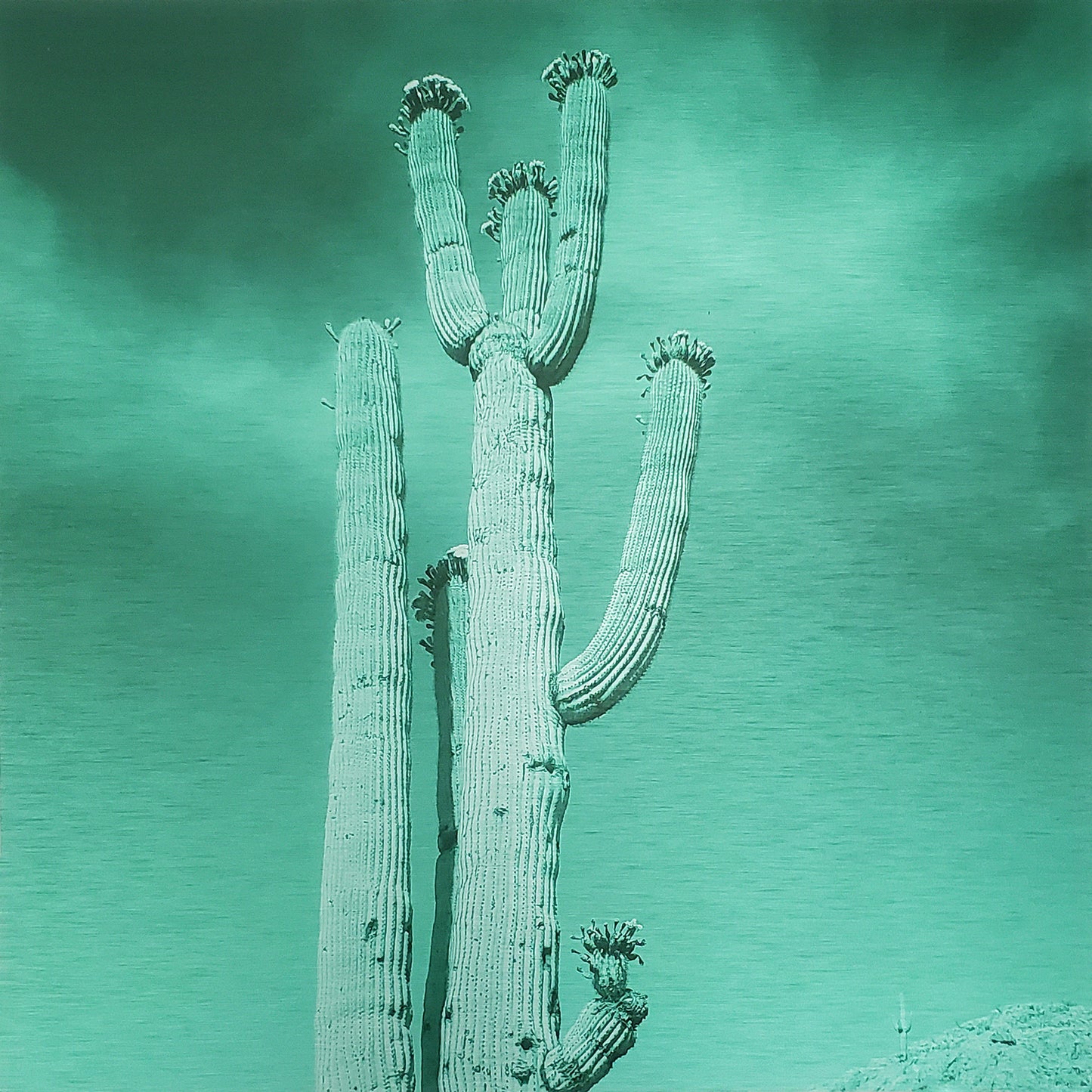 Low-angle photograph of a blossoming saguaro cactus beneath light, feathery clouds, presented in a monochromatic deep sea palette as a brushed aluminum fine art print.