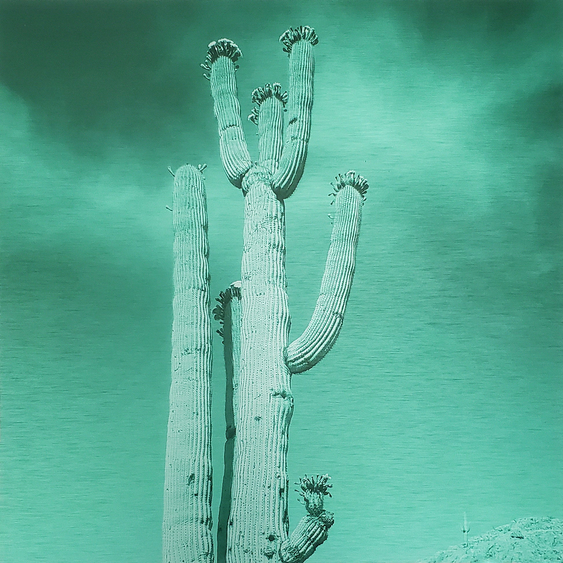 Low-angle photograph of a blossoming saguaro cactus beneath light, feathery clouds, presented in a monochromatic deep sea palette as a brushed aluminum fine art print.