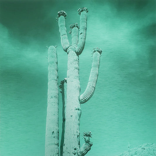 Blossoming Saguaro - Brushed Aluminum Print - Deep Sea