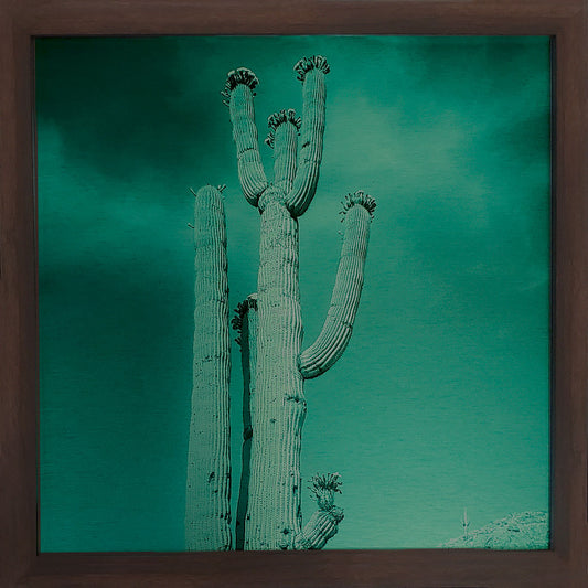 Blossoming Saguaro - Brushed Aluminum Print - Deep Sea