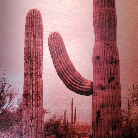 Photo of Tucson viewed through Saguaro cacti Printed on brushed aluminum panel, matte metallic finish Saturation of color will vary depending on where you hang it and how the light reflects off of it 12" x 12" Limited edition of 50 Signed and numbered on the back Comes with French cleat mount for hanging *Orders are custom printed, please allow 2-3 weeks for delivery