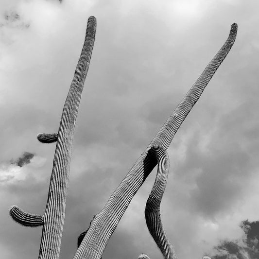 Long Arms Saguaro Cactus