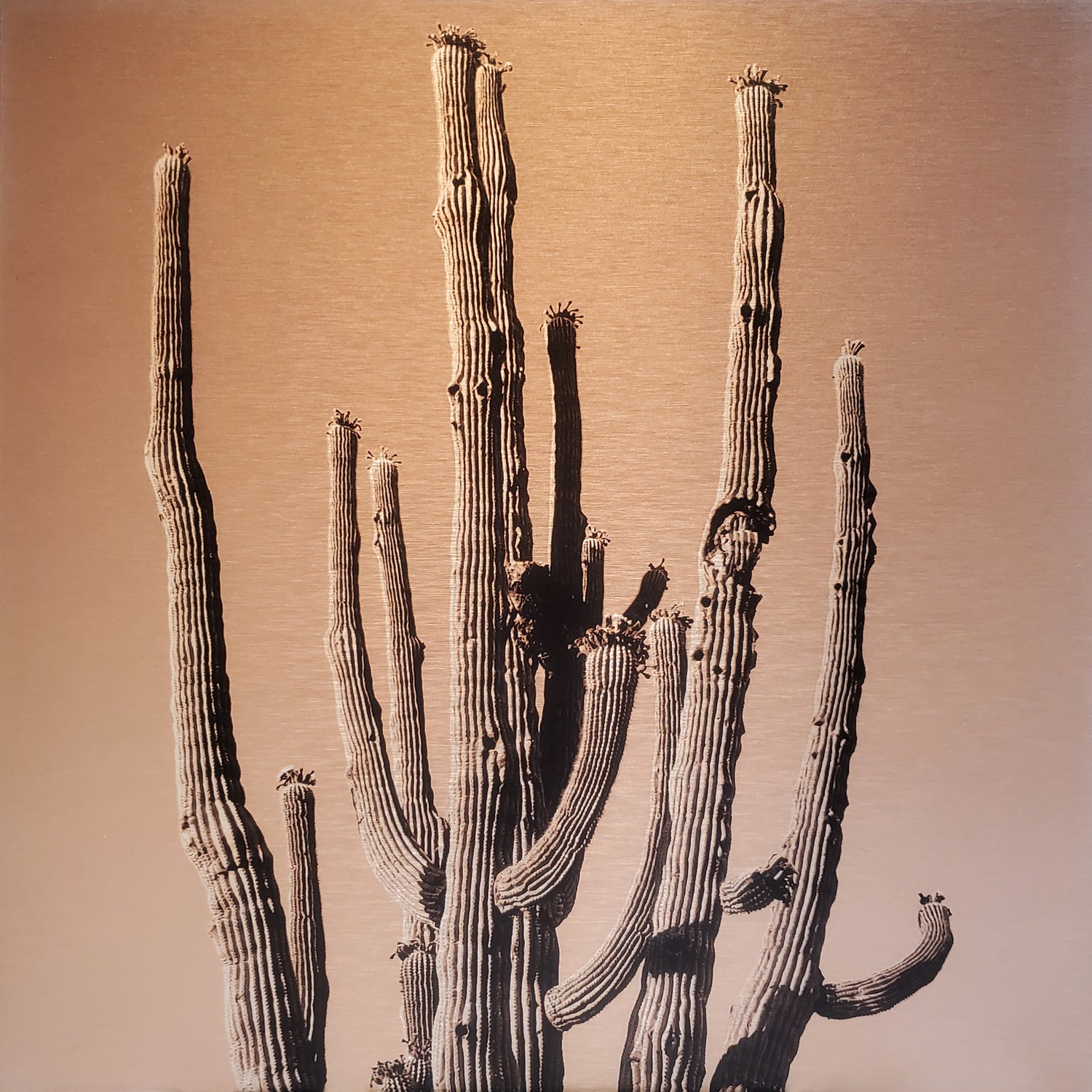brushed aluminum print of the top half of a saguaro cactus with over 15 arms, each with saguaro blossoms on the tips