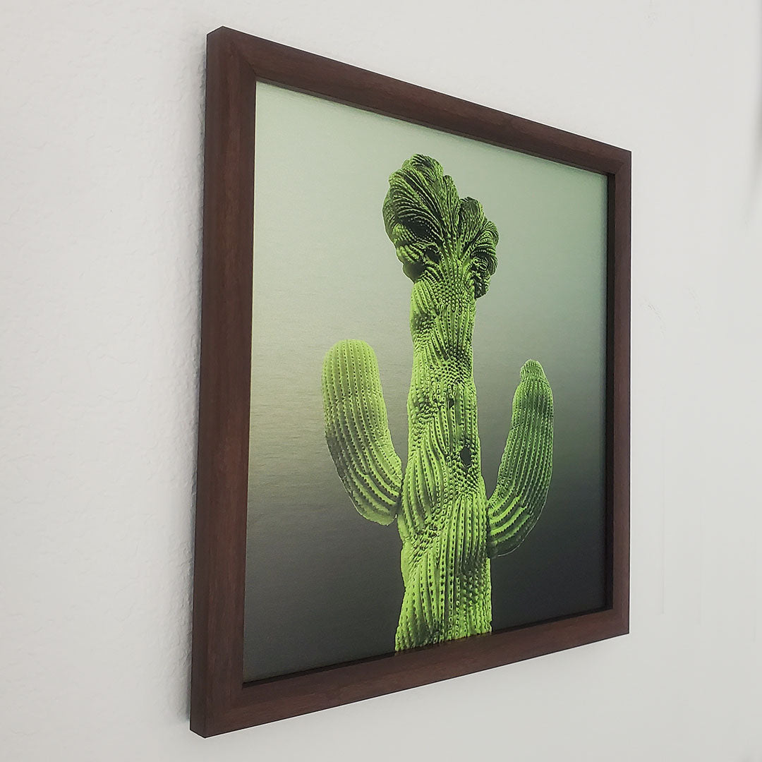 Limited Edition: Old Main Crested Cactus - Brushed Aluminum Print - Olive