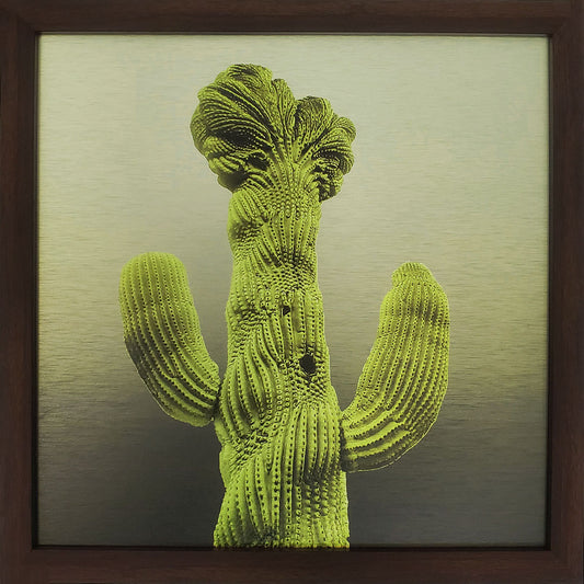 Crested cactus near Old Main on the UA campus Printed on brushed aluminum panel, matte metallic finish Saturation of color will vary depending on where you hang it, and how the light reflects off of it Available unframed or framed, choose below Limited edition of&nbsp;50&nbsp; 12" x 12" Signed &amp; numbered on back