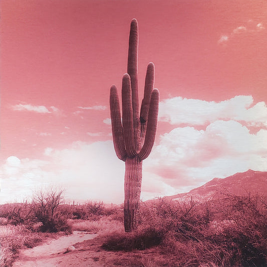Saguaro with Landscape - Crimson
