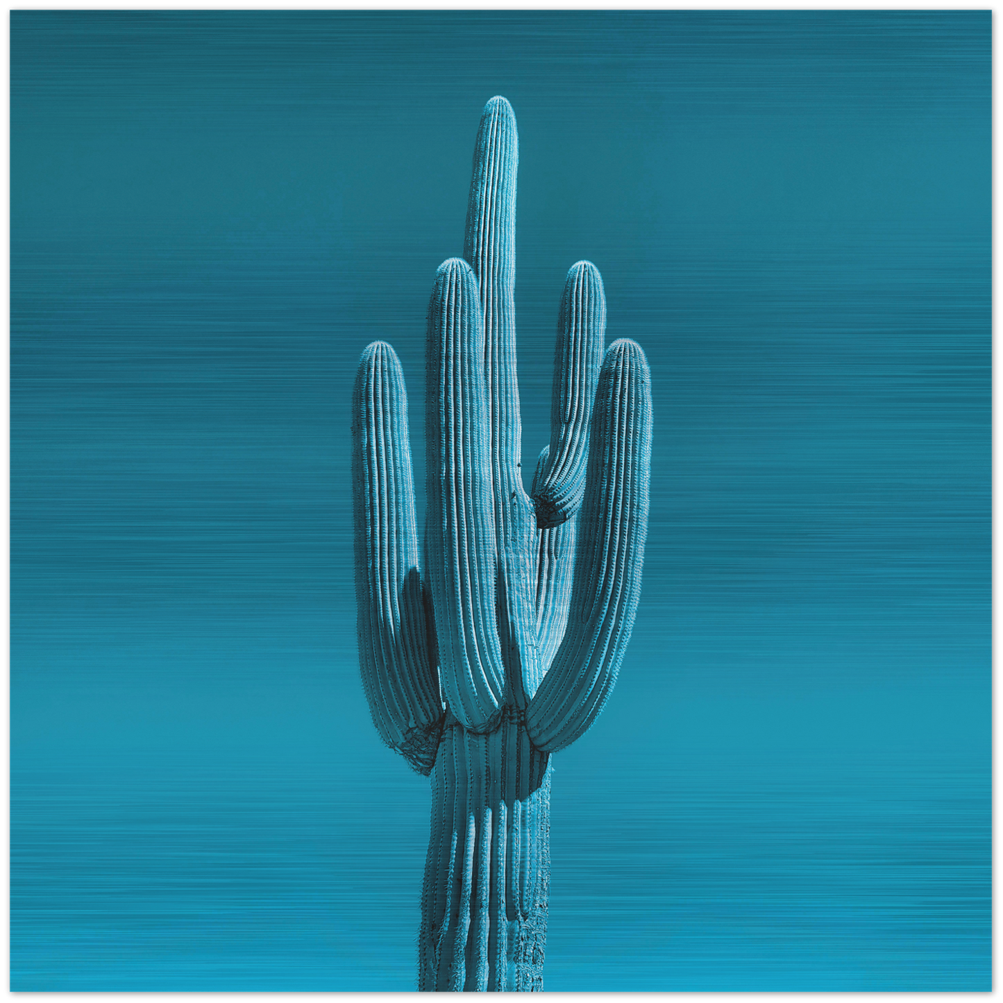 Single Saguaro - Brushed Aluminum Print - Cyan Sky