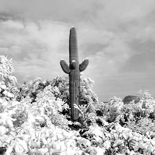 Sonoran Snow Day, March 2023