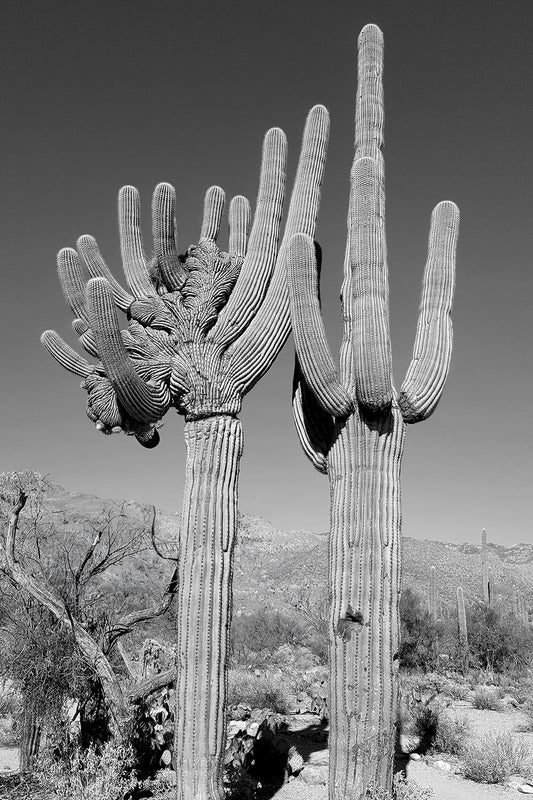 Crested Cactus, Sabino Canyon