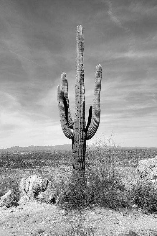 Lone Saguaro In Black & White