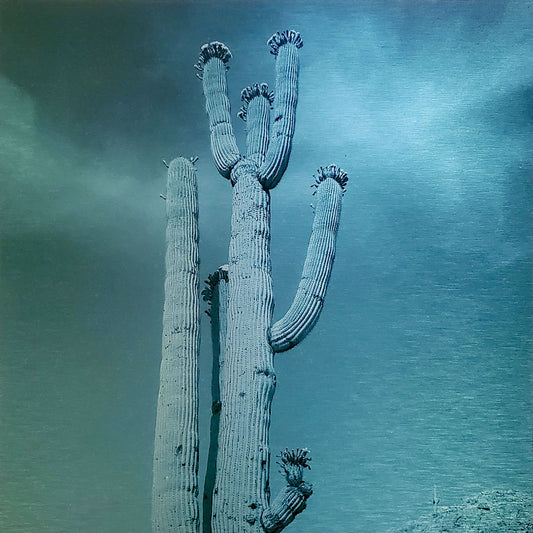 Photo of blossoming Saguaro in the spring in the Sonoran desert Printed on brushed aluminum panel, matte metallic finish Saturation of color will vary depending on where you hang it and how the light reflects off of it 12" x 12" Limited edition of 50 (per color) Signed and numbered on the back Comes with French cleat mount for hanging *Orders are custom printed, please allow 2-3 weeks for delivery