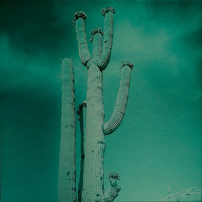 Blossoming Saguaro - Brushed Aluminum Print - Deep Sea