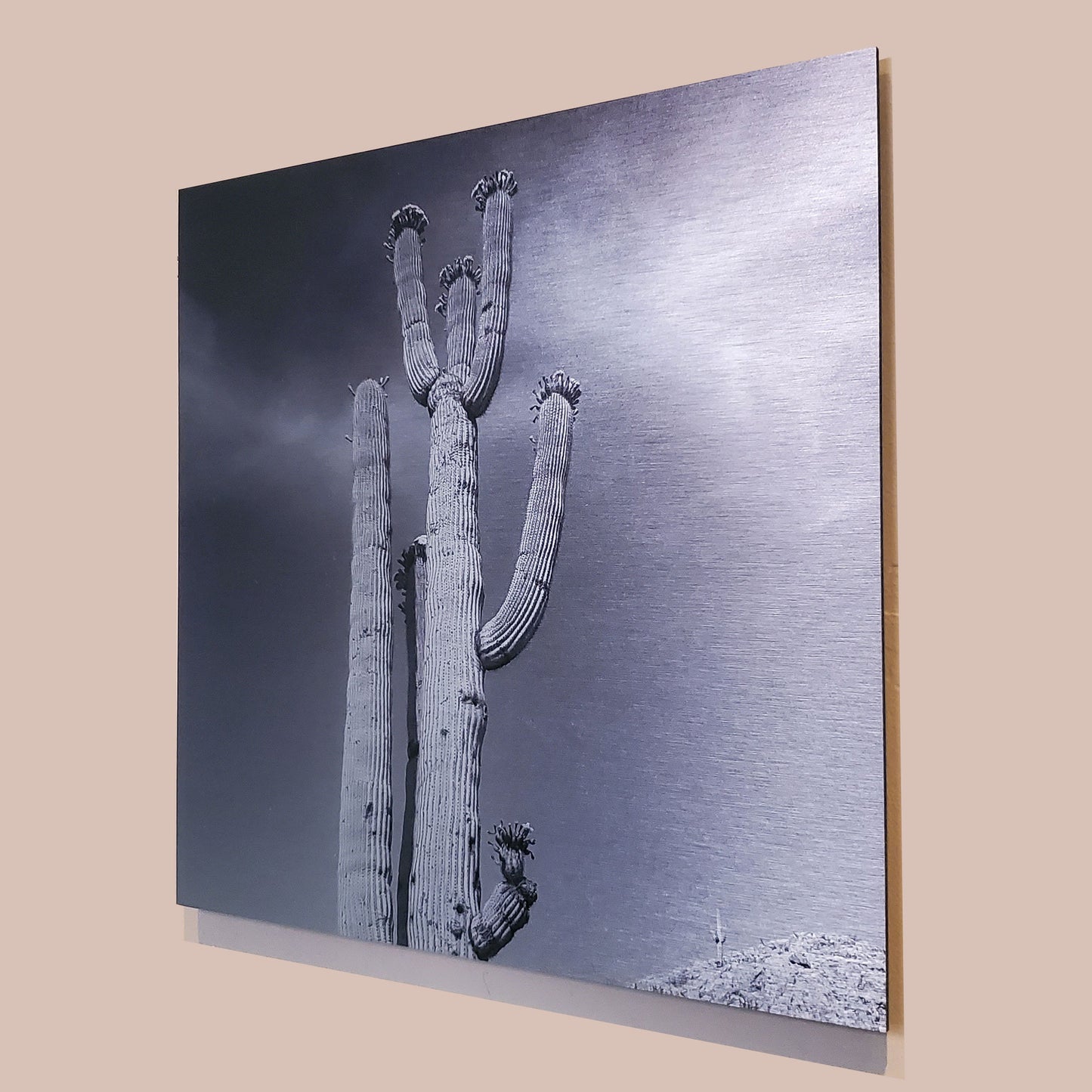 Blossoming Saguaro - Brushed Aluminum Print - Black & White