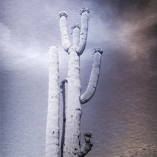 Blossoming Saguaro - Brushed Aluminum Print - Black & White