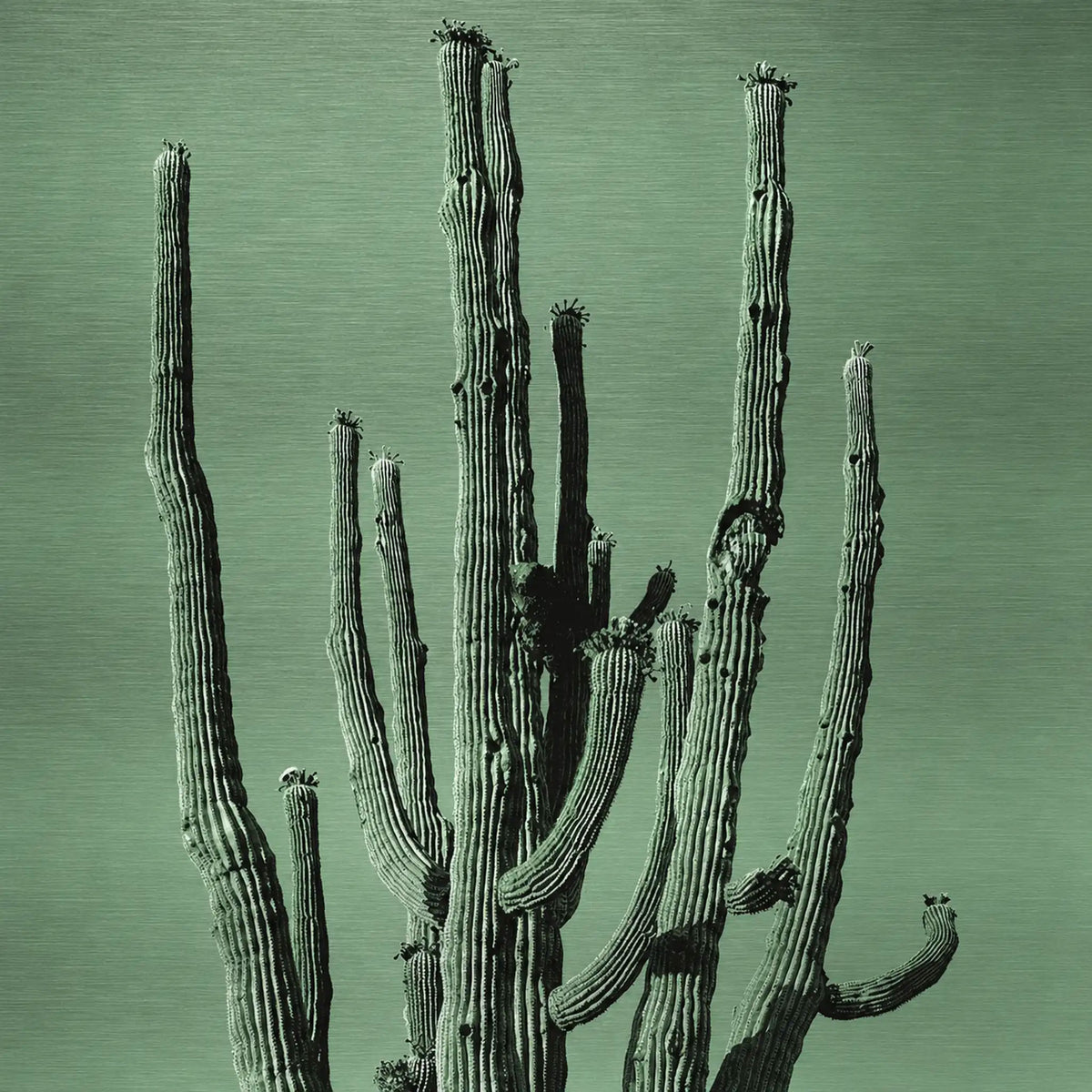 Many Arms Saguaro Cactus - Brushed Aluminum Print, Faded Green