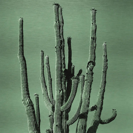 Many Arms Saguaro Cactus - Brushed Aluminum Print, Faded Green