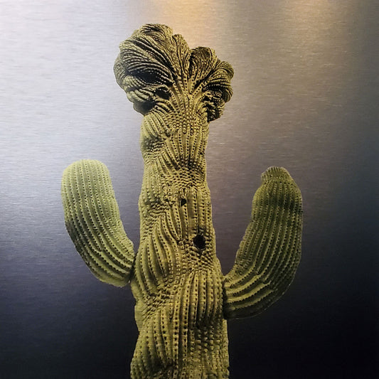 Crested cactus near Old Main on the UA campus Printed on brushed aluminum panel, matte metallic finish Limited edition of 50  12" x 12" Signed and numbered on back Comes with French cleat mount for hanging *Orders are custom printed, please allow 2-3 weeks for delivery