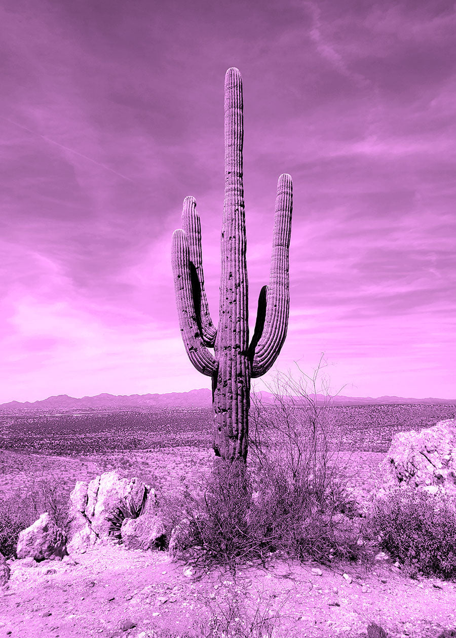 Lone Saguaro (5 color options)