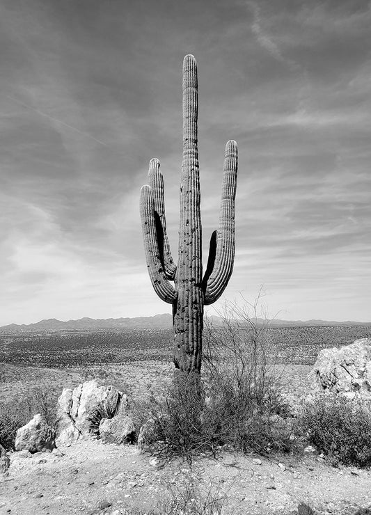 Lone Saguaro In Black & White