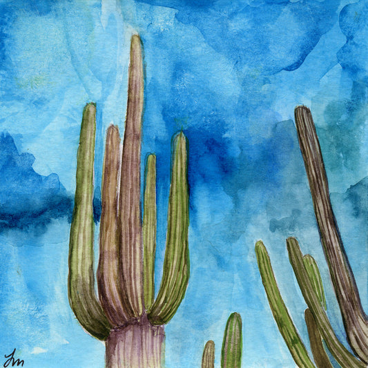 Saguaros from Below