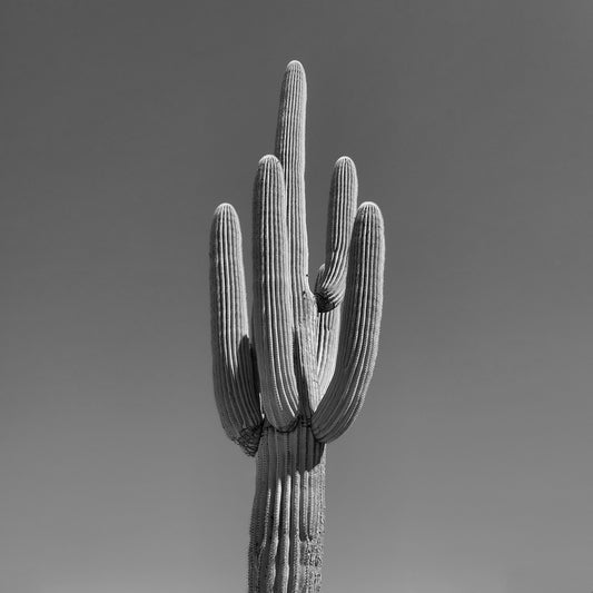 Single Saguaro in Black & White