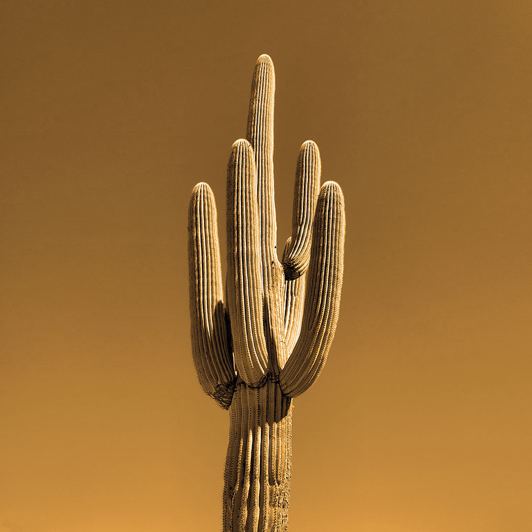 Single Saguaro - Scorched