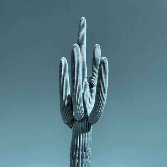 Single Saguaro - Steel Blue