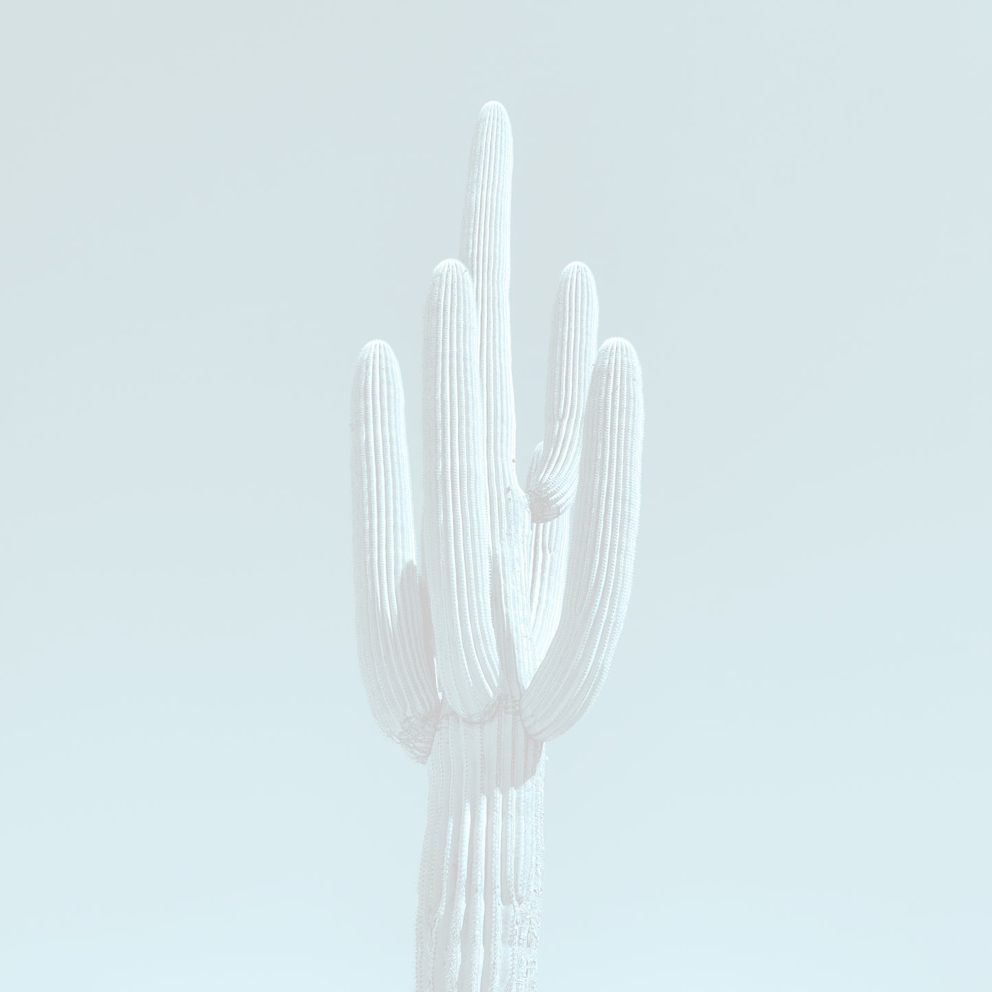 Single Saguaro - Ghost