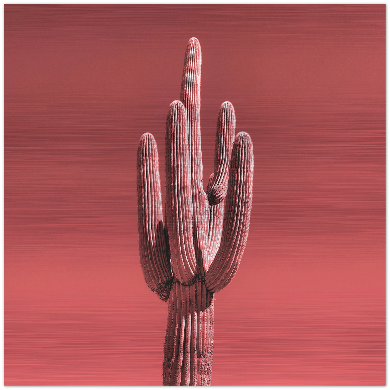 Single saguaro cactus Printed on brushed aluminum panel, matte metallic finish Saturation of color will vary depending on where you hang it and how the light reflects off of it 12"x12" Limited edition of 50  Signed and numbered on back Comes with French cleat mount for hanging 