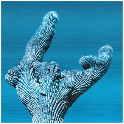 Crested cactus on the Sweetwater trail in Tucson, AZ Printed on brushed aluminum Matte metallic finish Limited edition of 50 (of each color, colors sold individually) 12"x12" Signed and numbered on back Comes with French cleat mount