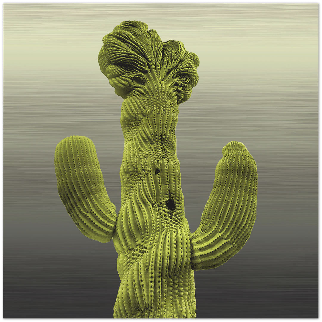 Crested cactus near Old Main on the UA campus Printed on brushed aluminum panel, matte metallic finish Saturation of color will vary depending on where you hang it, and how the light reflects off of it Available unframed or framed, choose below Limited edition of&nbsp;50&nbsp; 12" x 12" Signed &amp; numbered on back